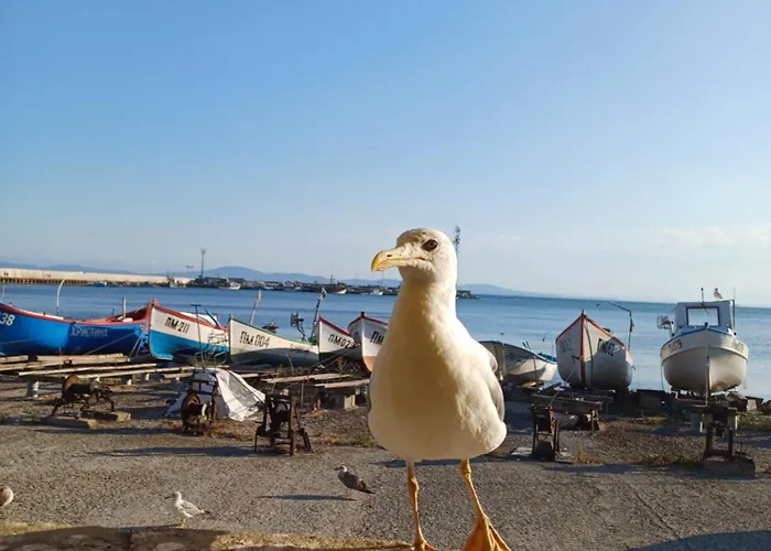 и анхиало Konukevi *